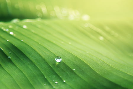 nature-green-leaf-water-thumb.jpg