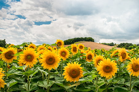 photo of yellow sunflower field thumbnail