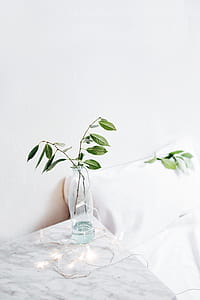 ovate leafed plant with clear glass vase thumbnail