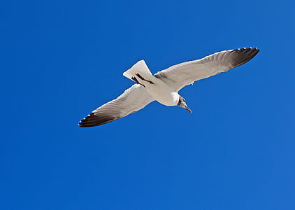 seagull on mid air thumbnail