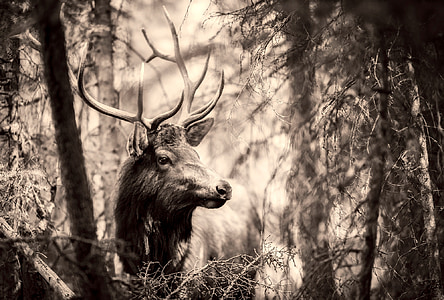 deer in forest thumbnail
