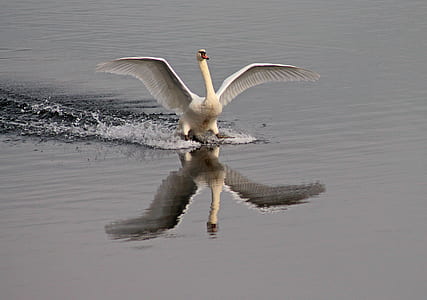 white swan on body of water thumbnail