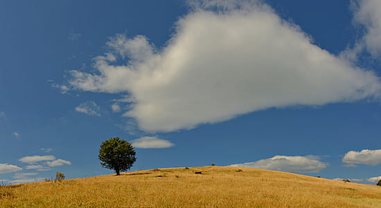 green leafed tree on brown grass land under cloudy sky thumbnail