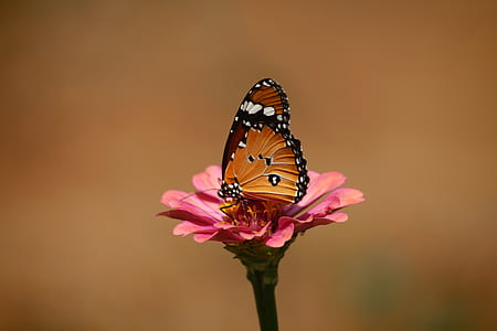 tilt shift lens photography of brown and black tiger striped butterfly on pink flower thumbnail