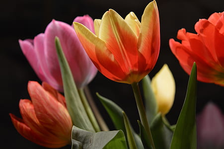 Close-up of Pink Flowers Blooming Against Black Background thumbnail
