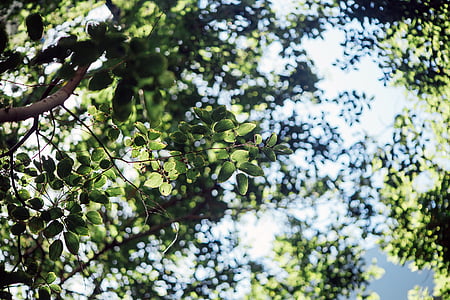 selective focus photography of green leafed tree thumbnail