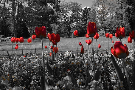 selective color of red tulips thumbnail