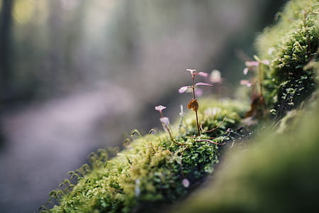 selective focus photography of pink petaled flowers thumbnail