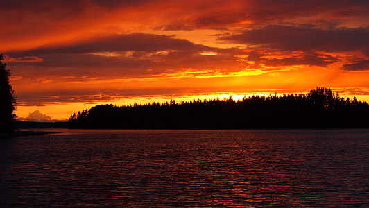 silhouette trees photo during sunset thumbnail