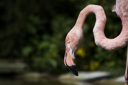 wildlife photography of pink flamingo thumbnail