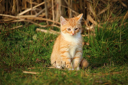 orange cat on grass thumbnail