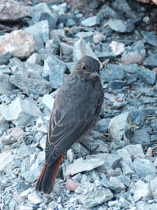 Phoenicurus Ochruros, Black Redstart thumbnail