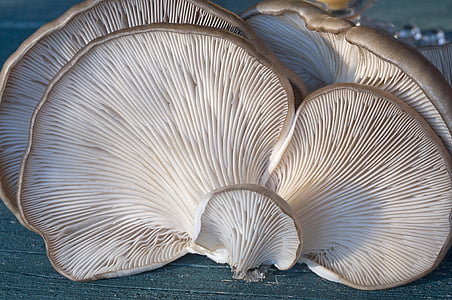 white mushroom thumbnail