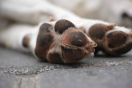 selective focus photography of short-coated white dog pow on gray concrete floor during daytime close-up photo thumbnail