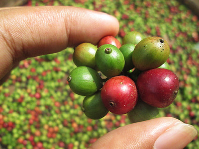 red and gree nfruits thumbnail