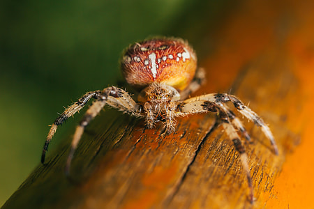 Spider Macro Close-up thumbnail