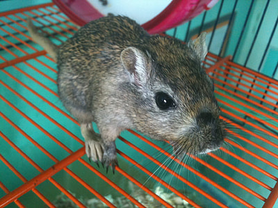 brown rat thumbnail