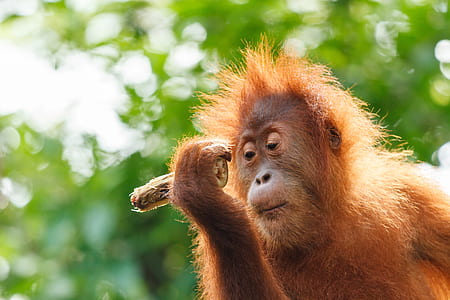 selective focus photo of brown monkey thumbnail