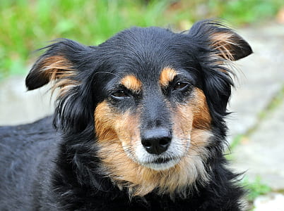 closeup photography of long-coated black and tan dog thumbnail
