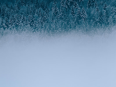 photo of snow-covered tall trees thumbnail