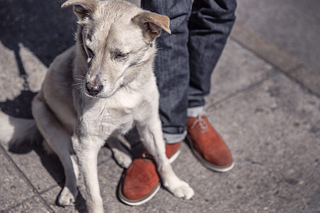 white smooth coated dog sitting beside person thumbnail