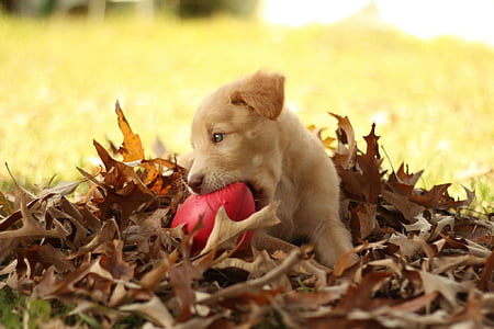 shallow focus photography of short-coated brown puppy thumbnail