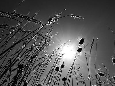 worm's eyeview photography of grass field thumbnail