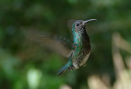 green and brown hummingbird thumbnail