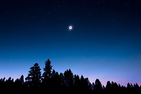 silhouette photo of tall trees during nighttime thumbnail
