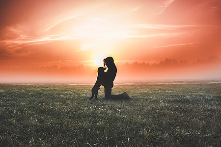 silhouette of dog and man on the green grass field thumbnail
