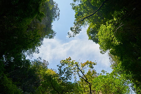 green leafed tree thumbnail