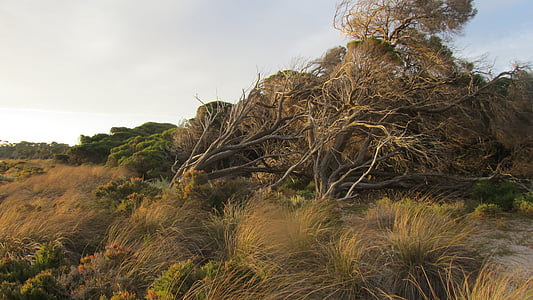 landscape photo of trees thumbnail