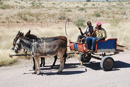 blue and orange horse carriage with two people riding on it thumbnail