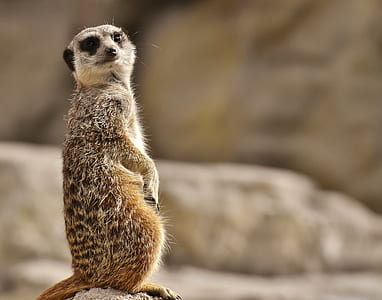 brown rodent animal standing on gray stone formation thumbnail