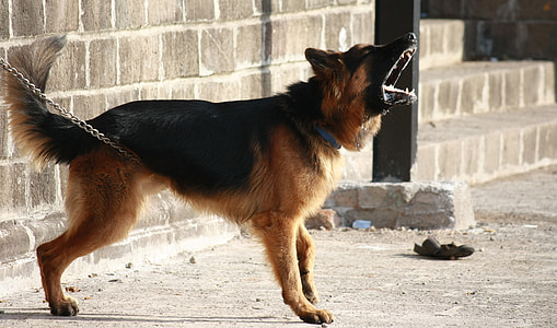 German Shepherd on concrete pavement thumbnail