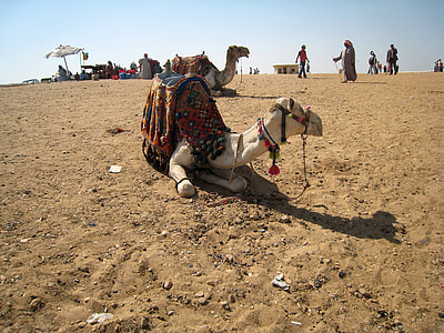 Camel in the Desert in Giza, Egypt thumbnail