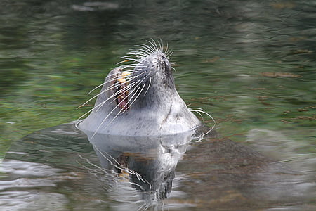 black seal in body of water thumbnail