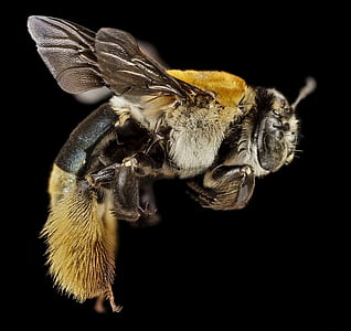 blur, bee, portrait, wild thumbnail