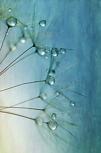 closeup photography of white dandelions with dewdrops thumbnail