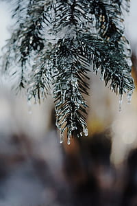 Christmas tree with dew drops thumbnail