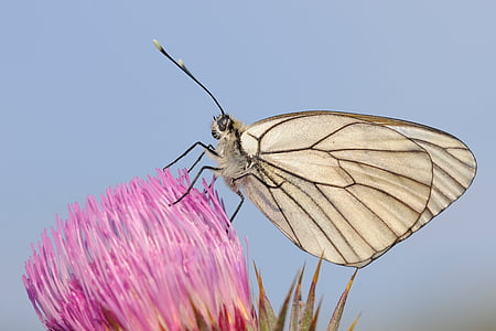 white butterfly perching on pink flower in close-up photography thumbnail
