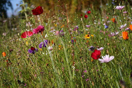red, white, and orange flowers thumbnail