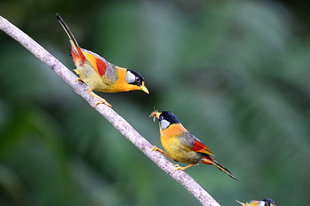 two yellow-and-black birds thumbnail