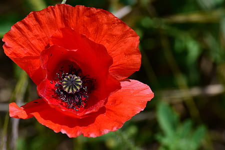 red poppy flower thumbnail
