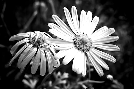 flowers during daytime thumbnail