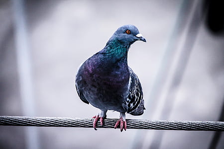 shallow focus photography of blue and gray pigeon on cable wire thumbnail