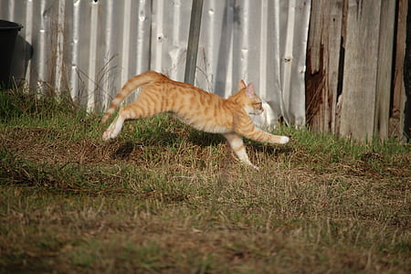 running orange tabby kitten thumbnail