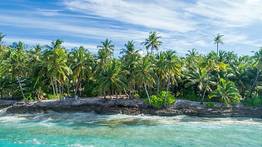 Coconut Forest Near Water thumbnail