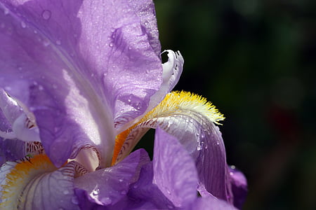 selective focus photography of purple iris flower thumbnail