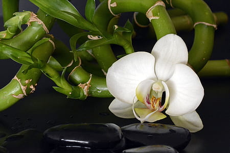 closeup photography of white moth orchid flower near black zen stone thumbnail